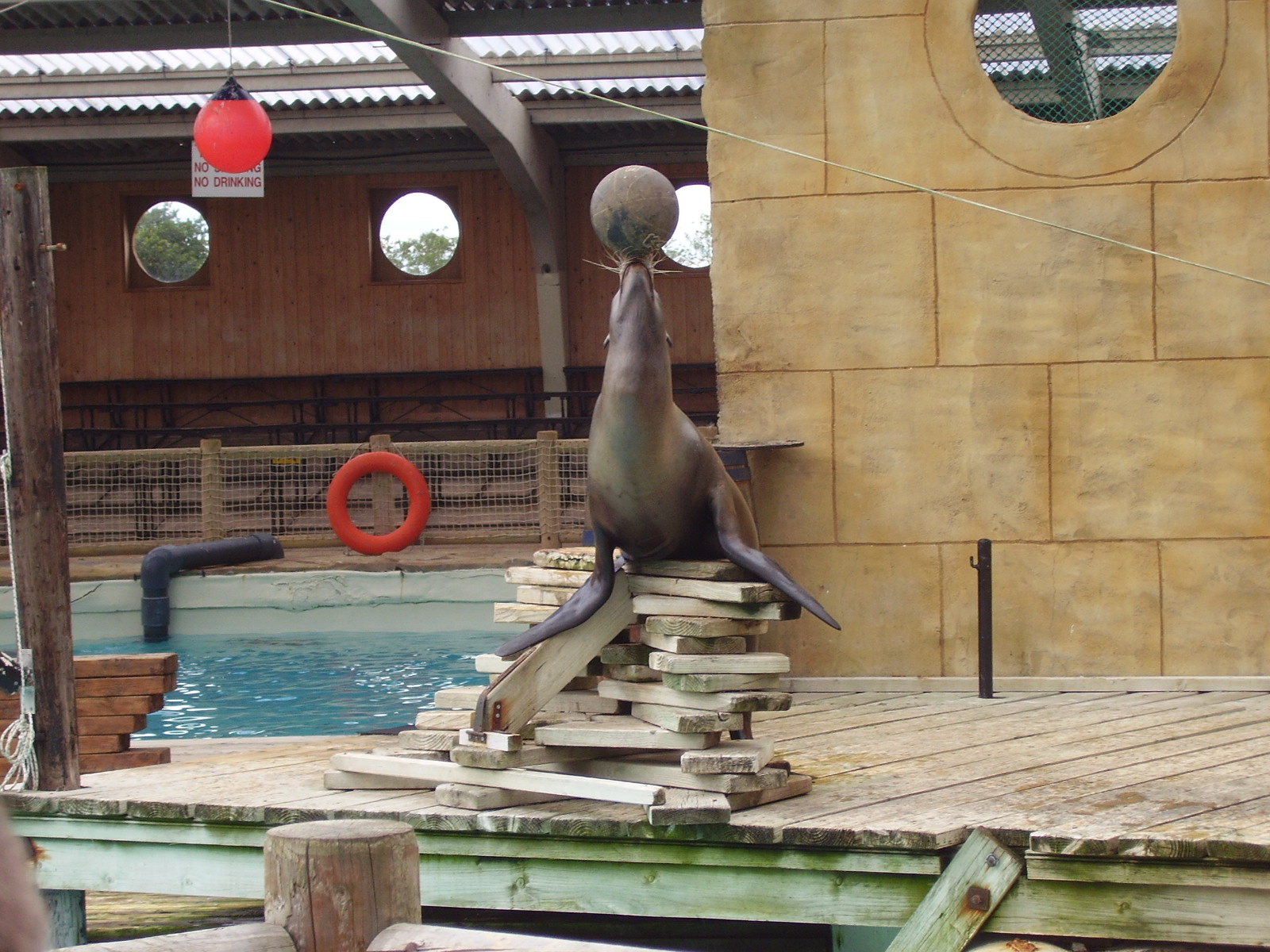 Sealion Show 2