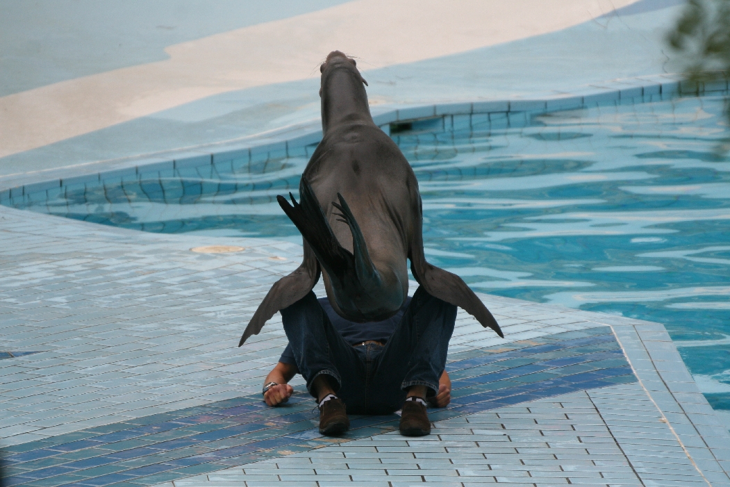 Sealion Show #2
