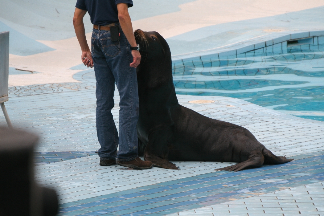Sealion Show #3