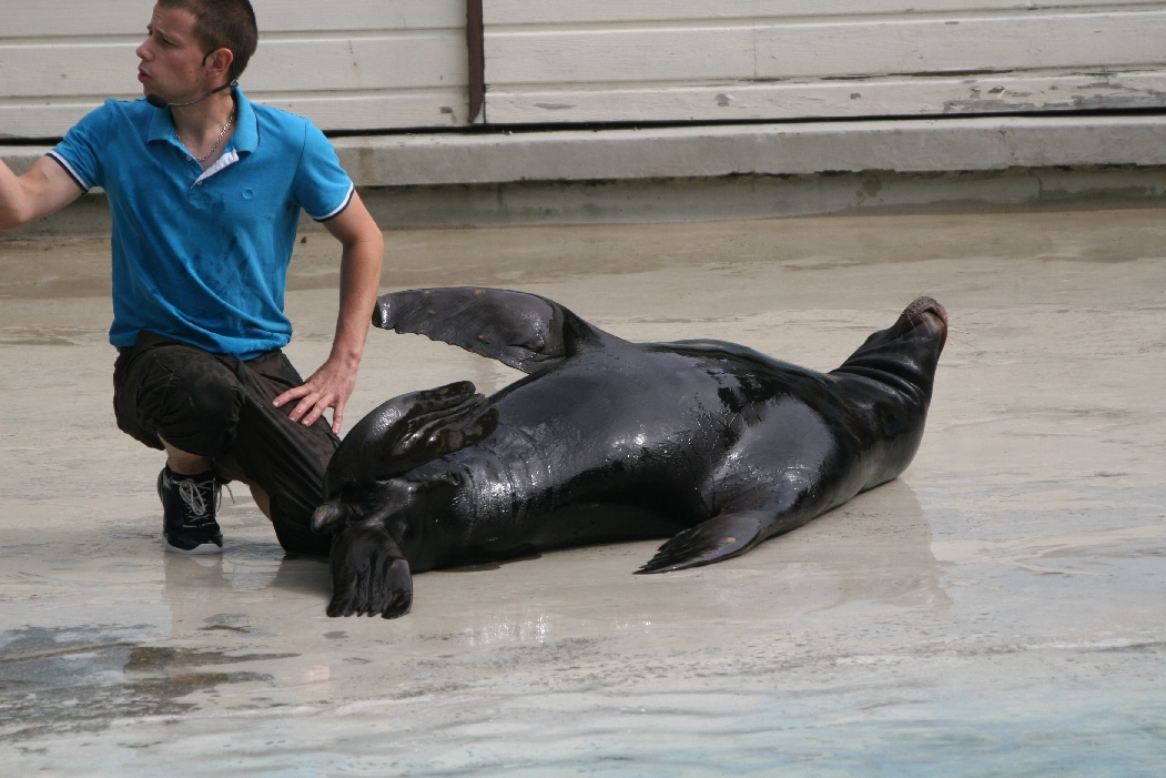 Sealion Show #3