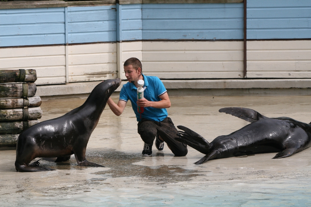 Sealion Show #4