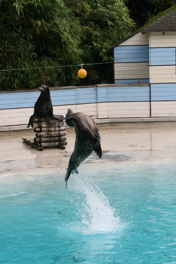 Sealion Show #5