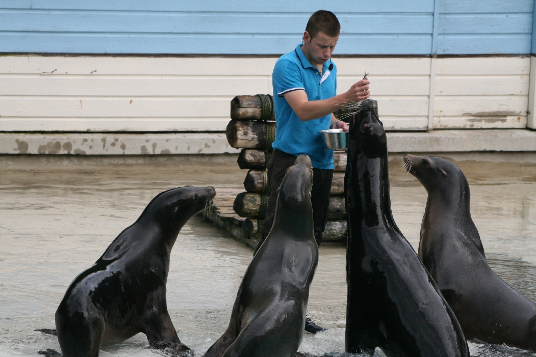 Sealion Show #6