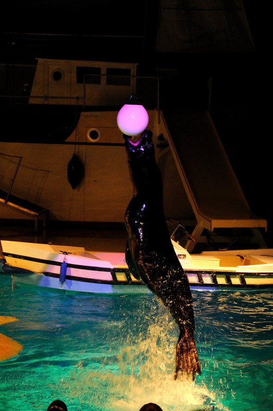 Sealion-show at Hansa-Park Sierksdorf