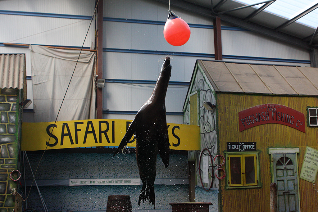 Sealion Show at Knowsley