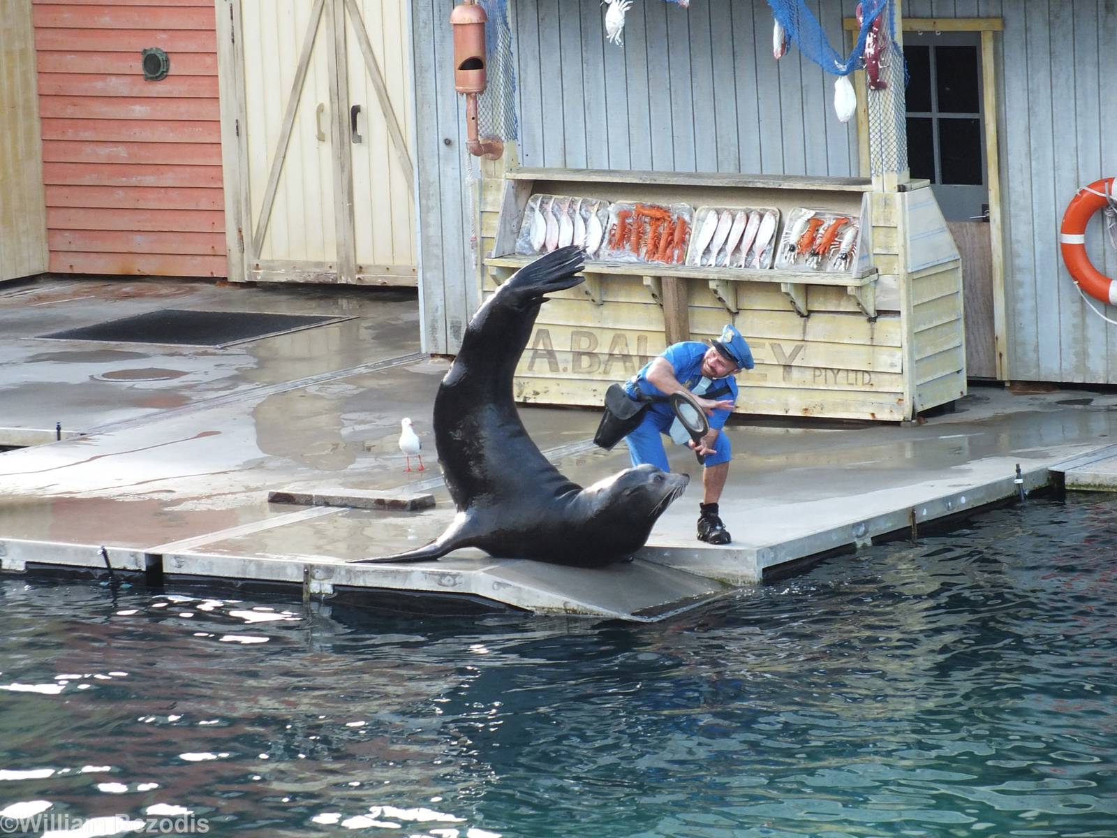 Sealion Show