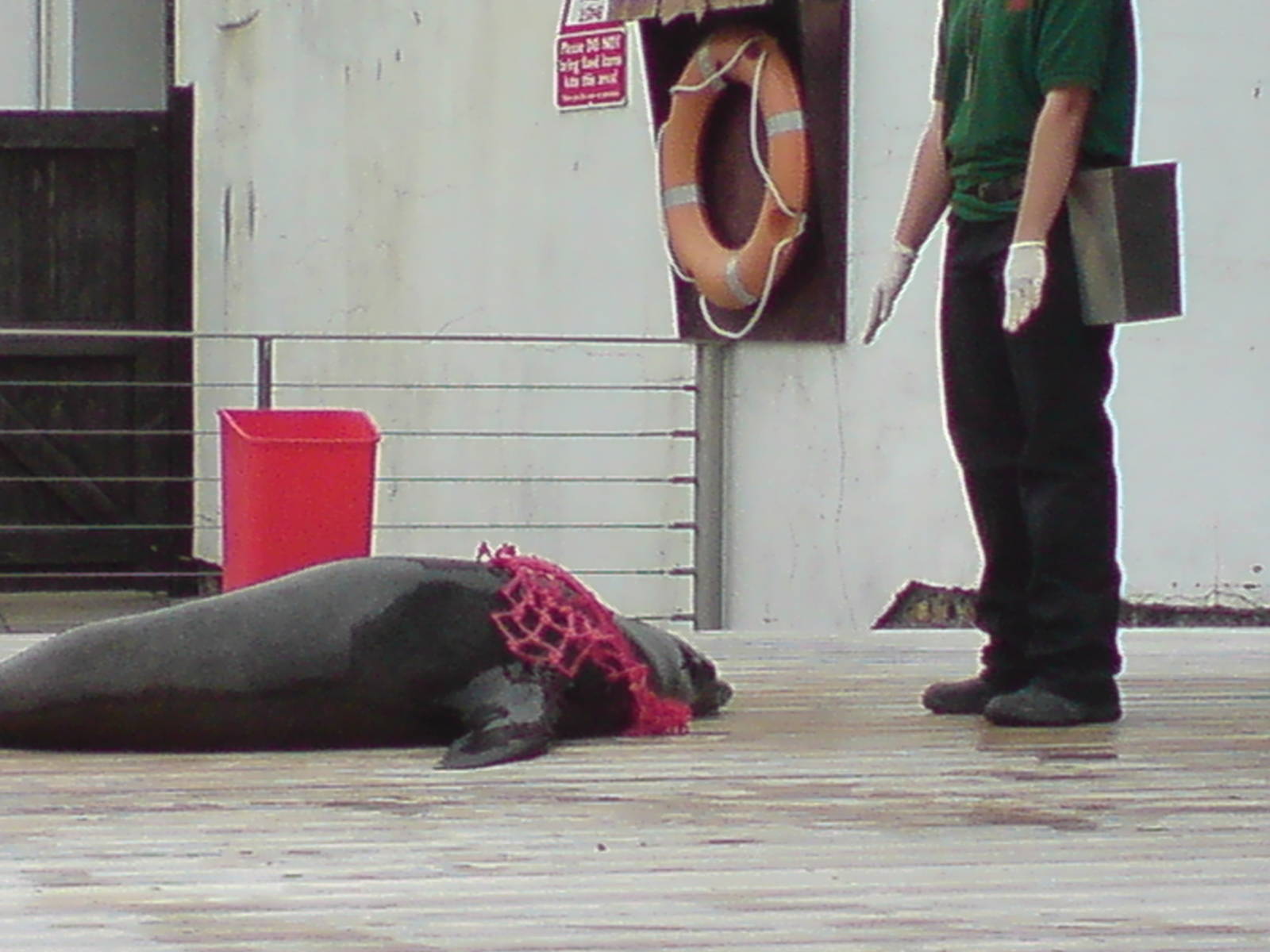 Sealion show