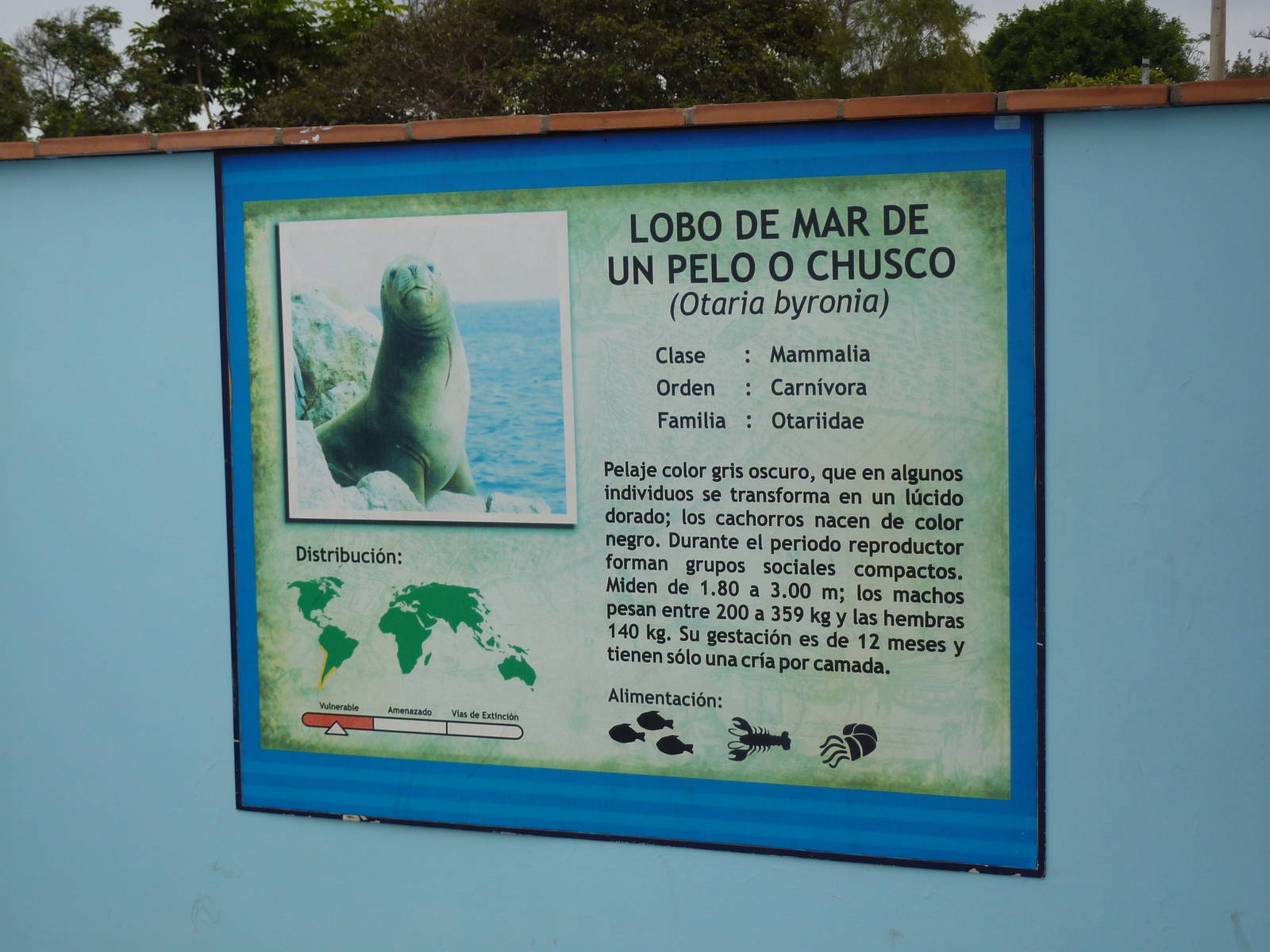 Sealion sign
