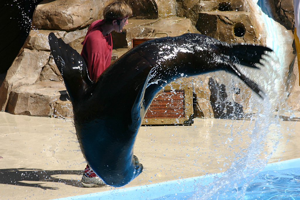 Sealion somersault at SeaWorld Orlando 20/03/05