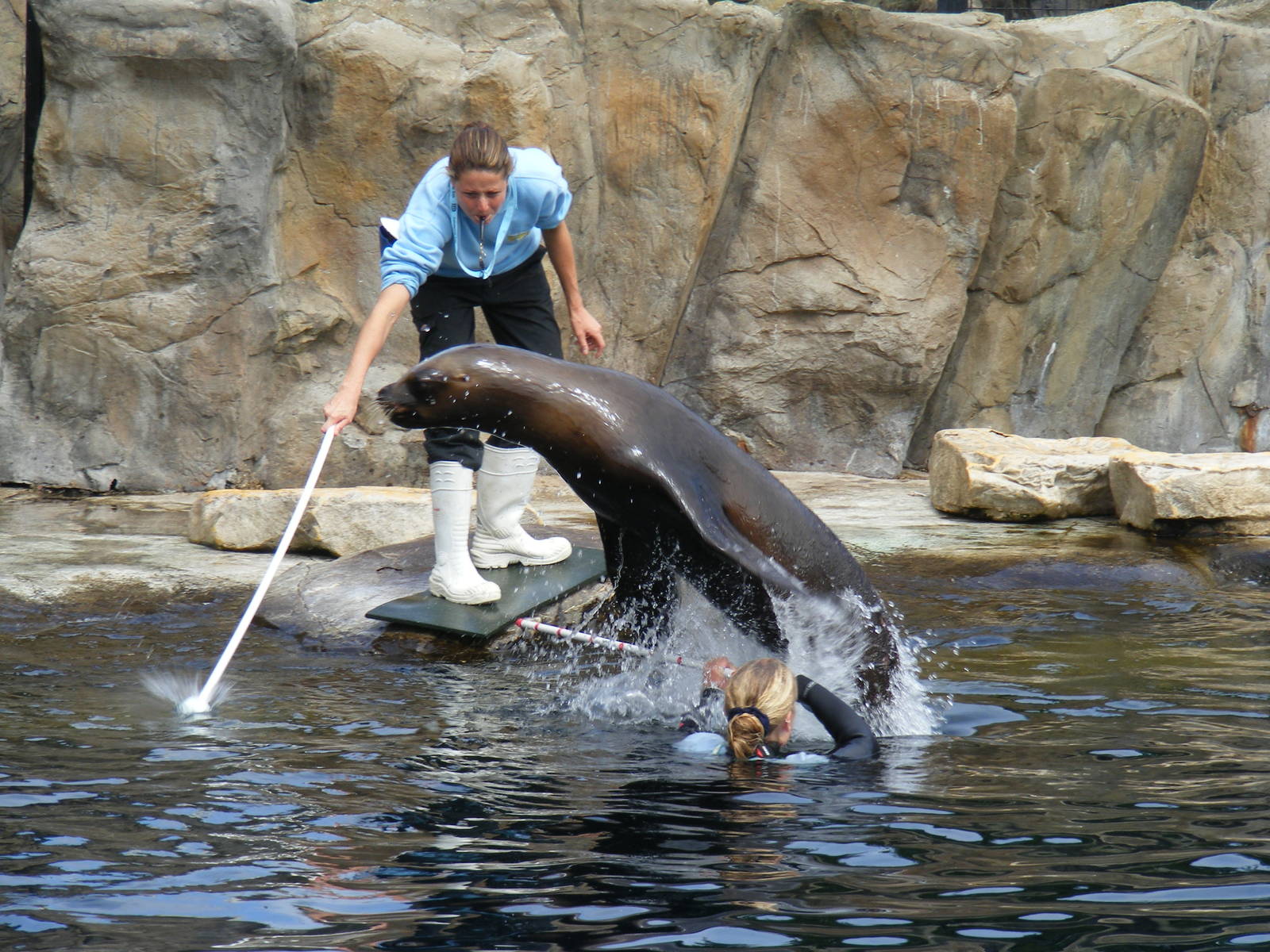 Sealion training