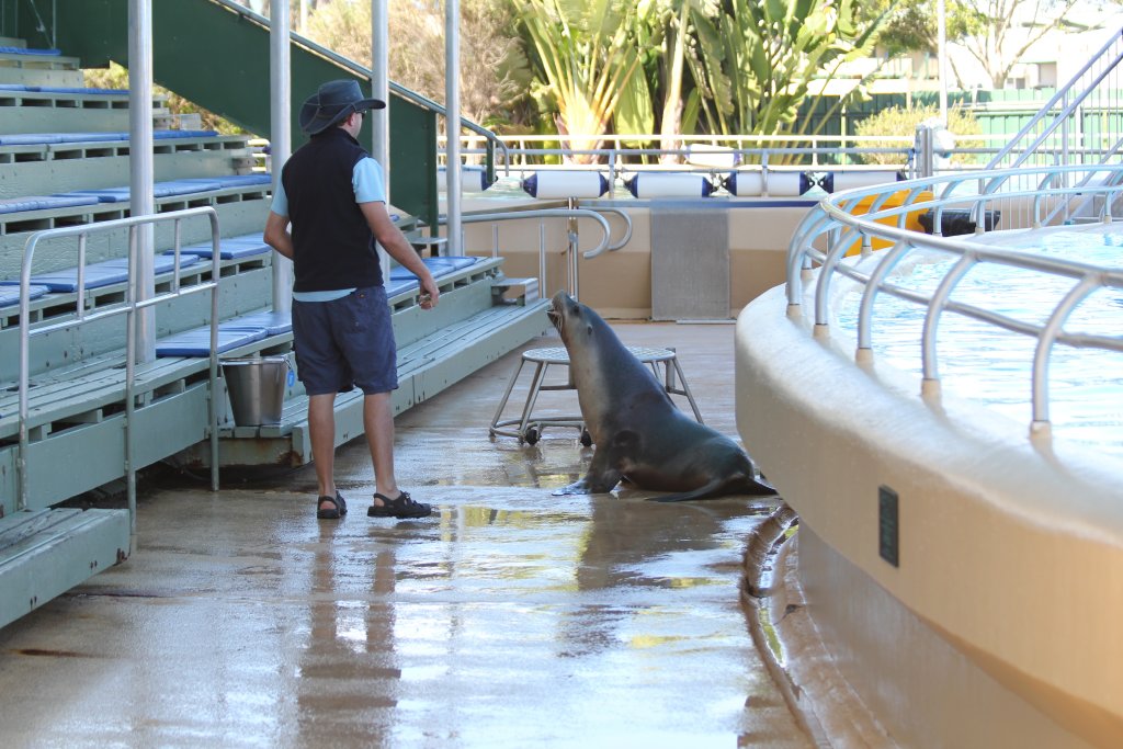 Sealion training
