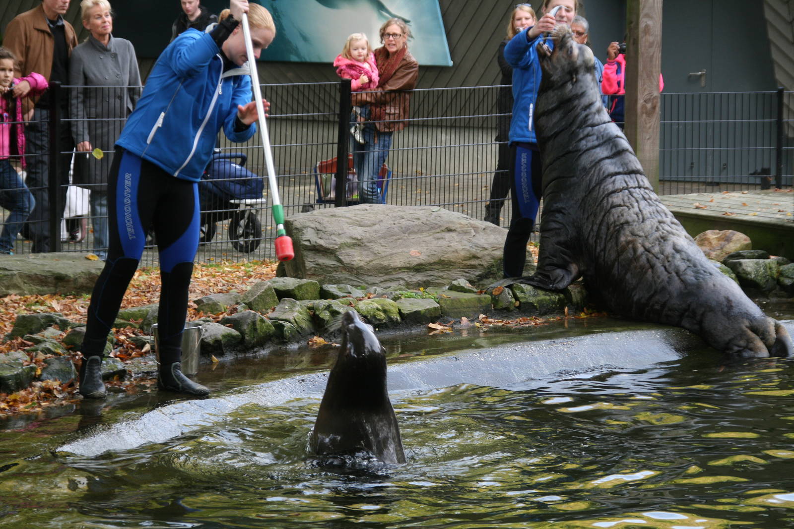 Sealion training