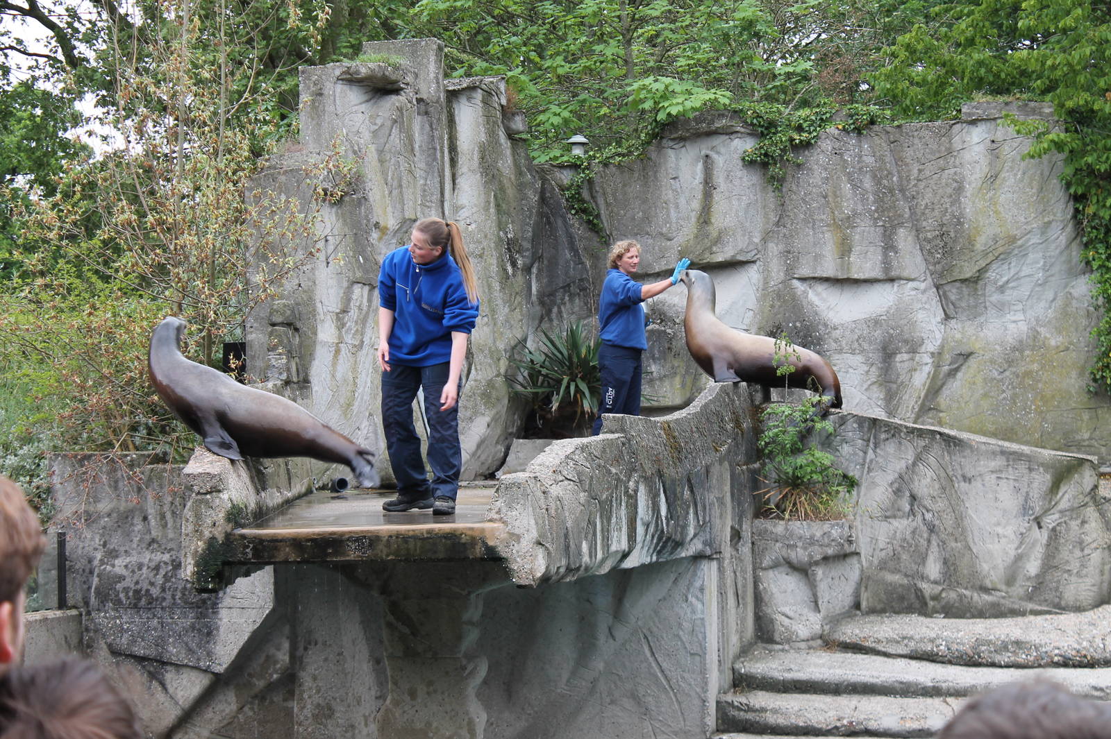 Sealion Training