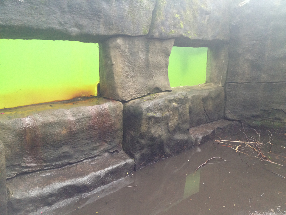 Sealion underwater viewing 3/1/13