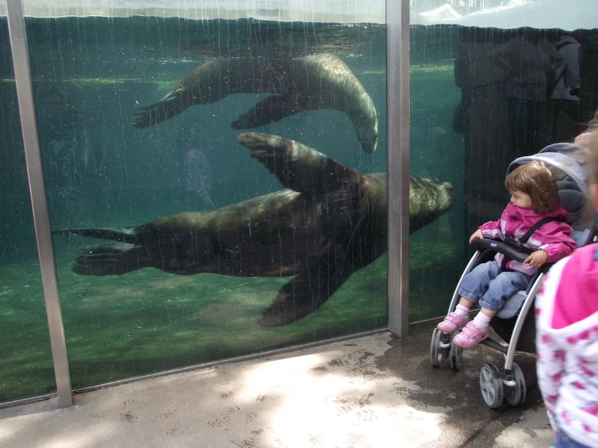 Sealion Underwater Viewing