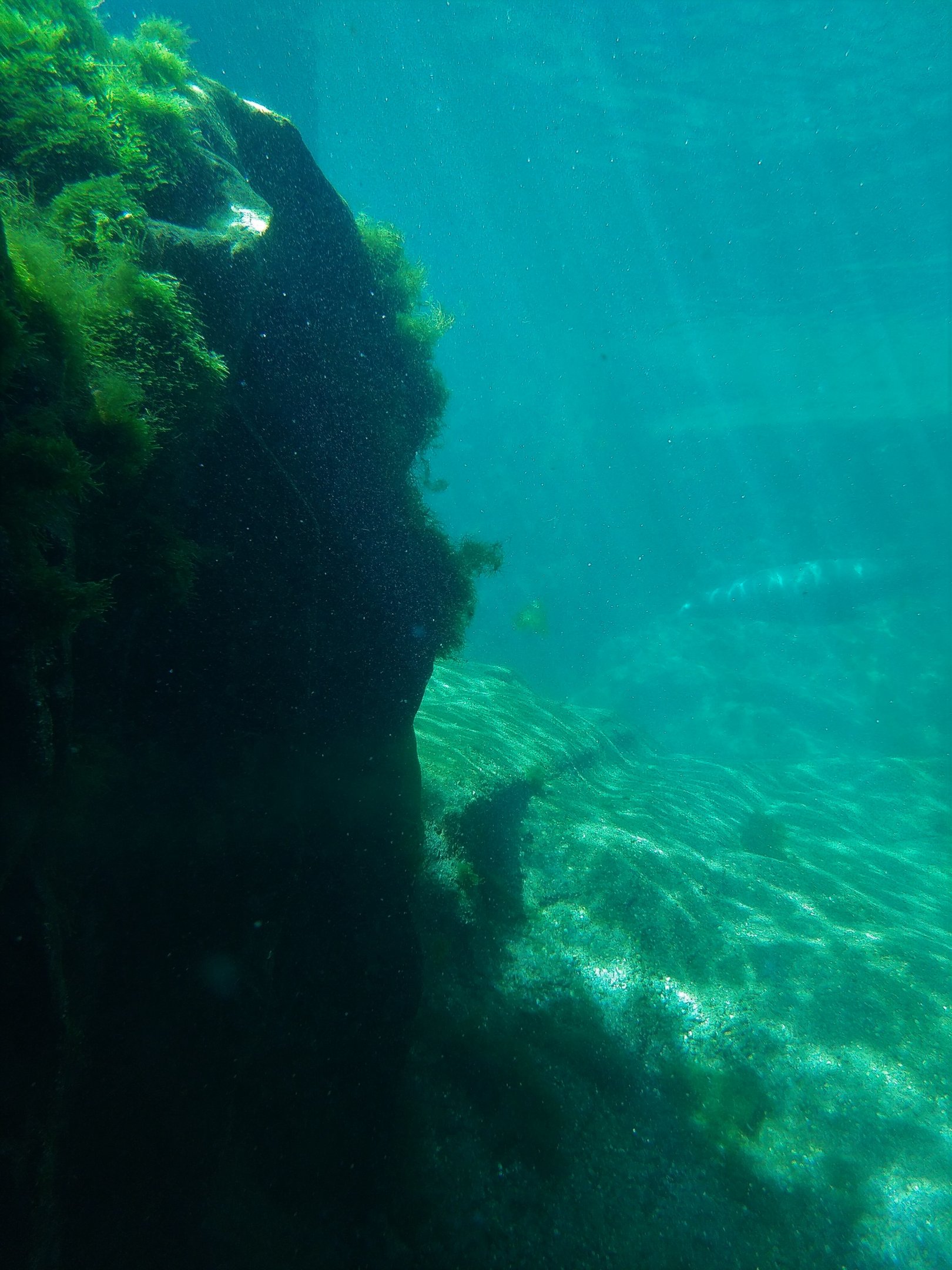 Sealion underwater viewing