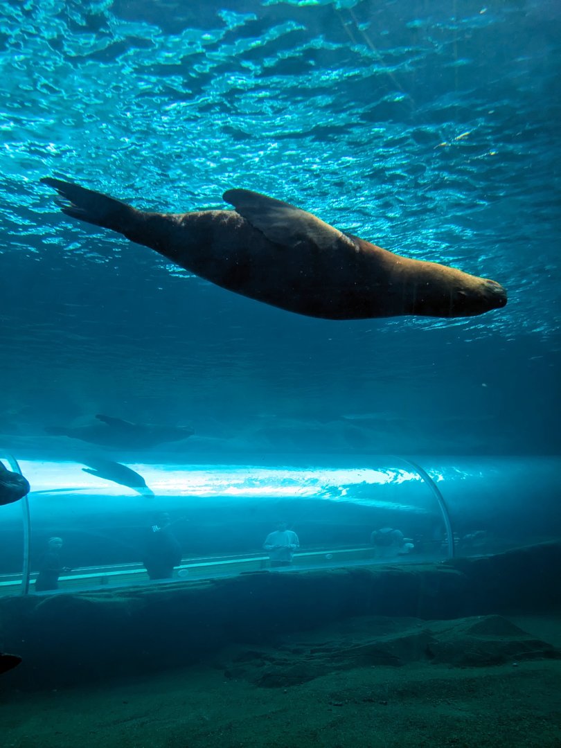 Sealion Underwater