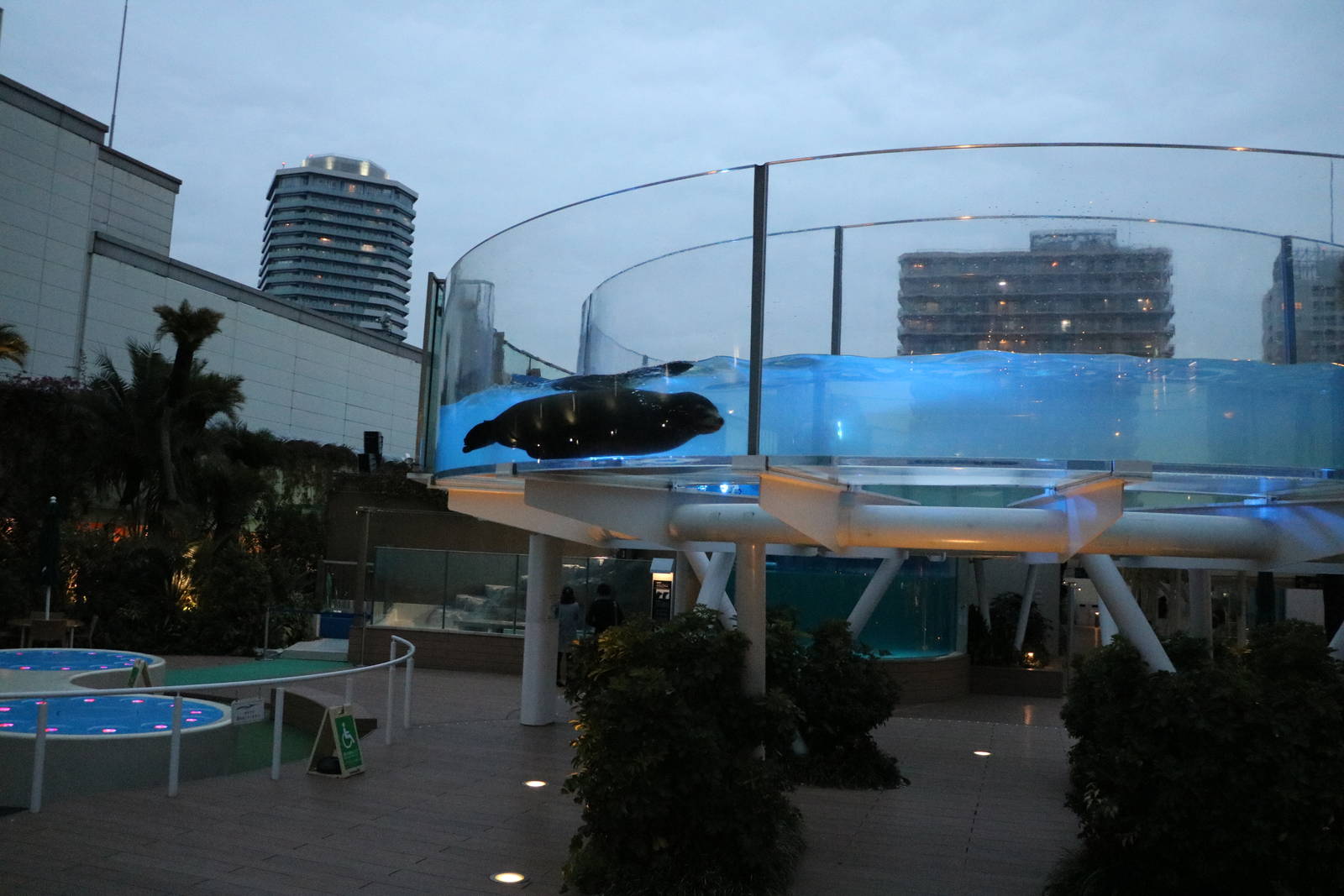 Sealion using raised waterways - Sunshine Aquarium Tokyo, February 2016