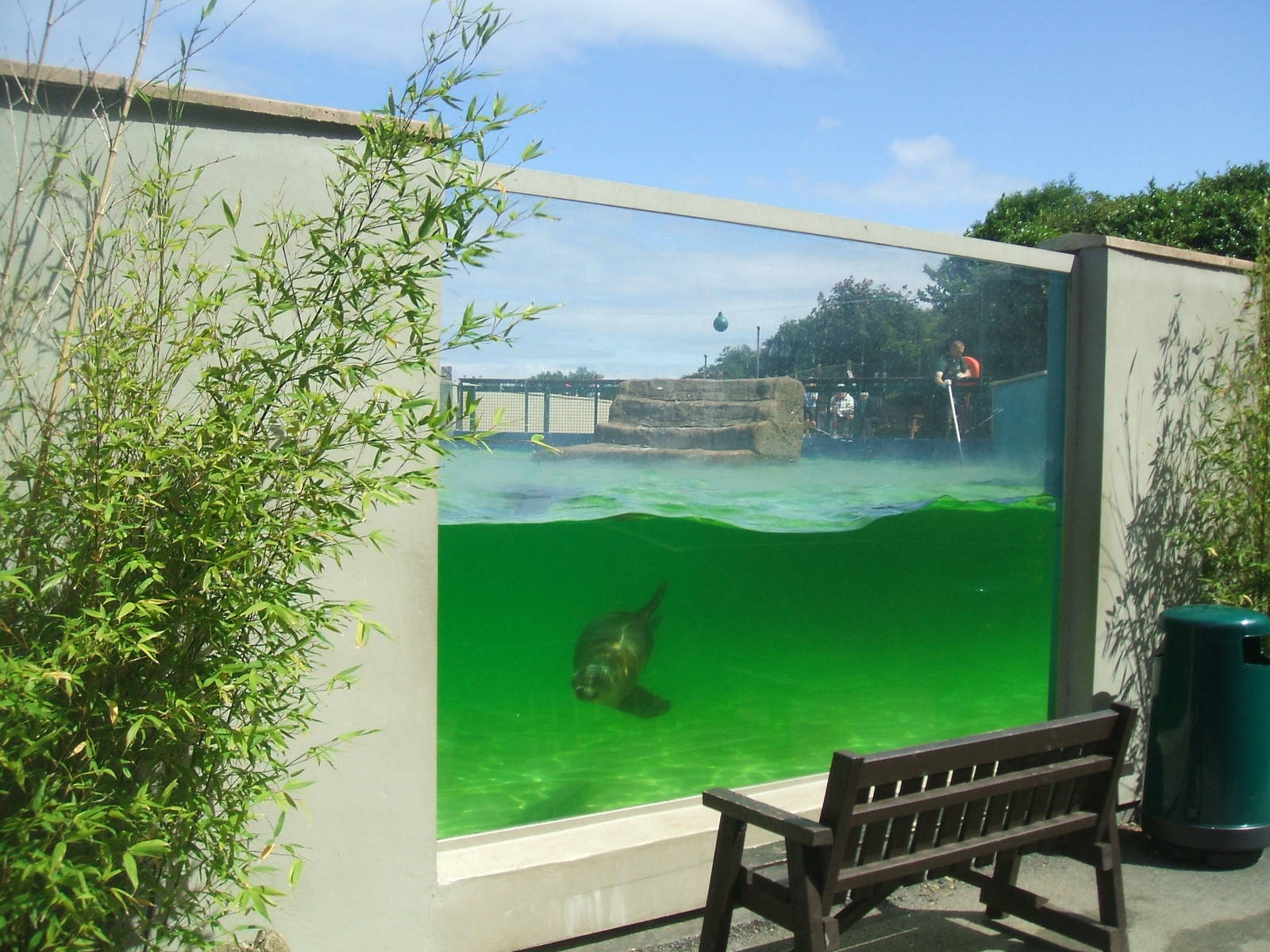 Sealion Viewing Window