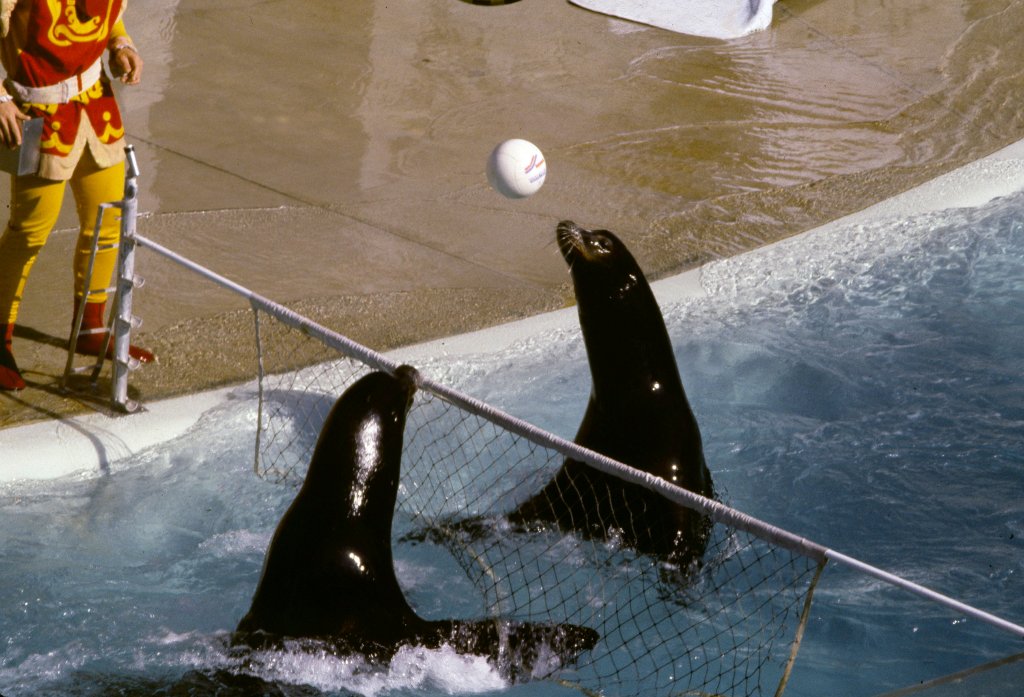 Sealion Volleyball - 1981