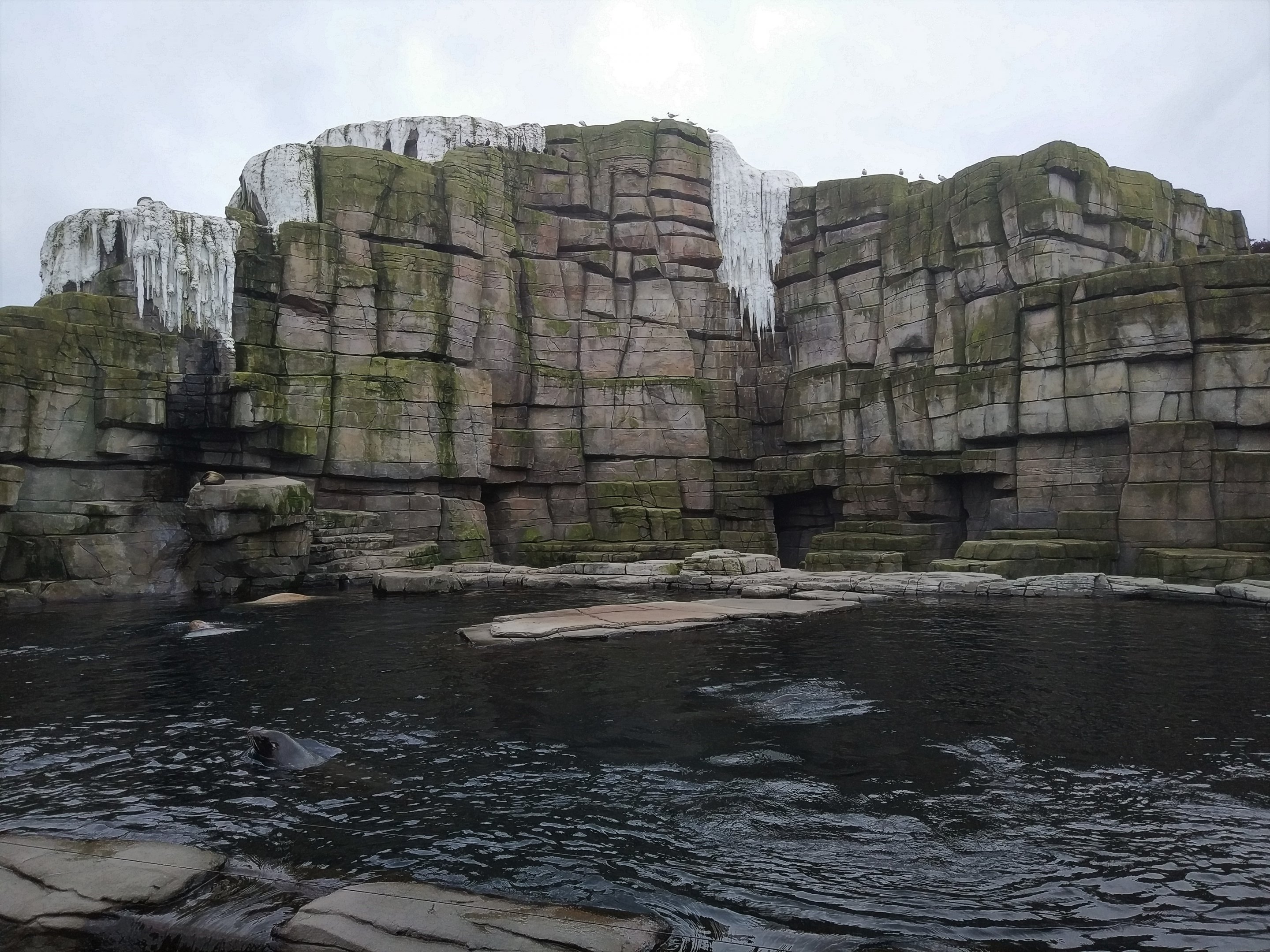 Sealion & Walrus pool - Eismeer