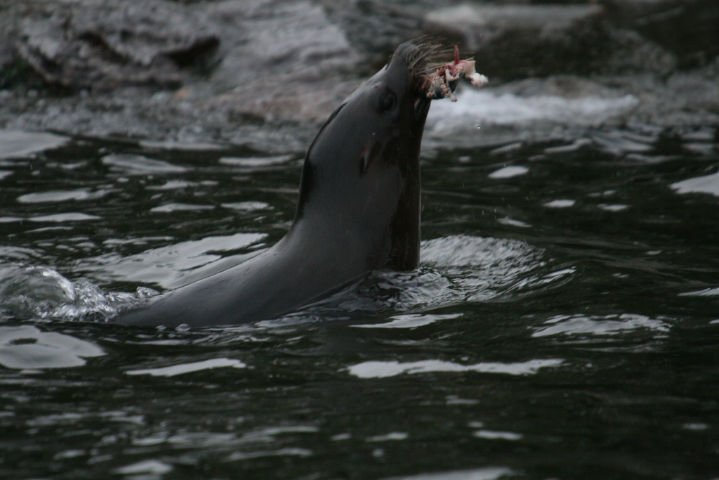 Sealion with Lunch