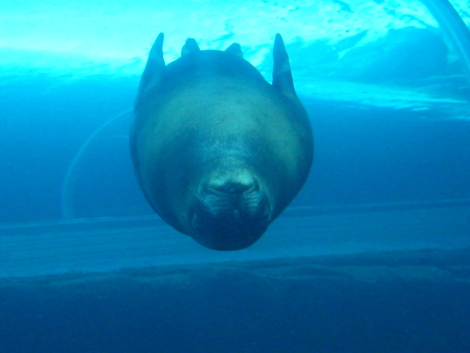 Sealion