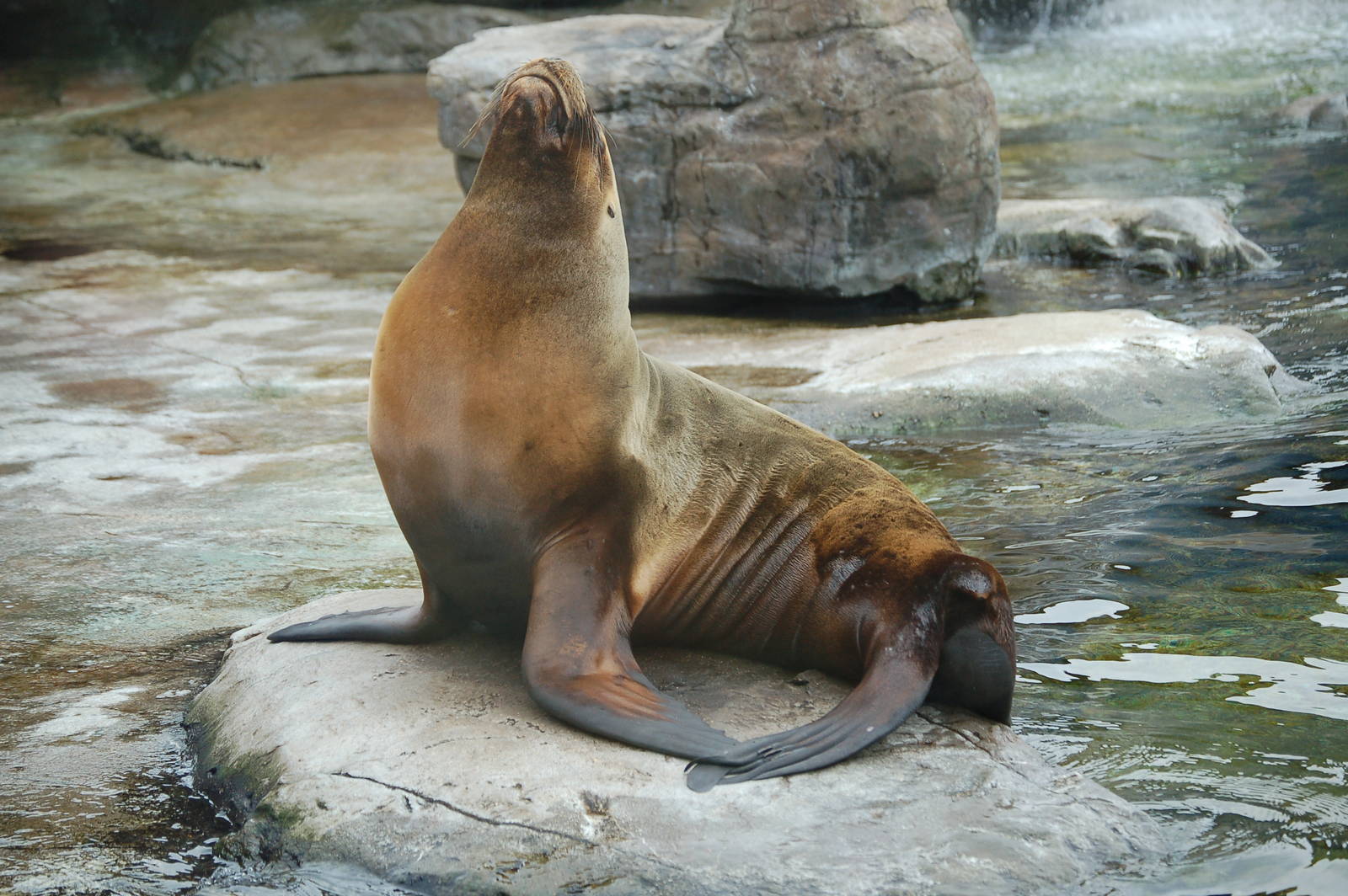 Sealion