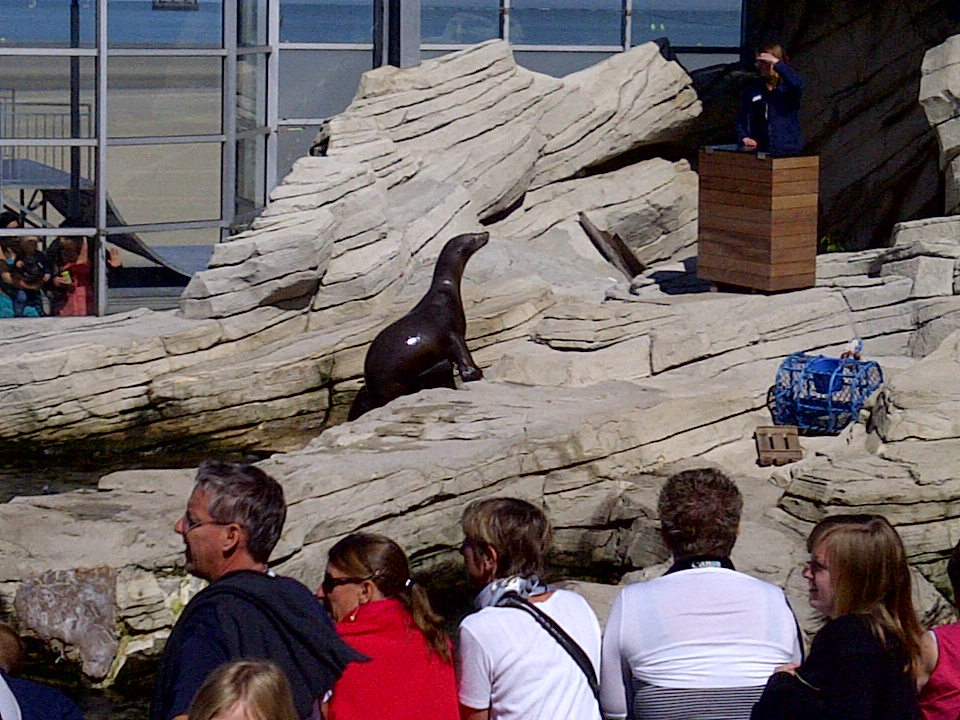 Sealion