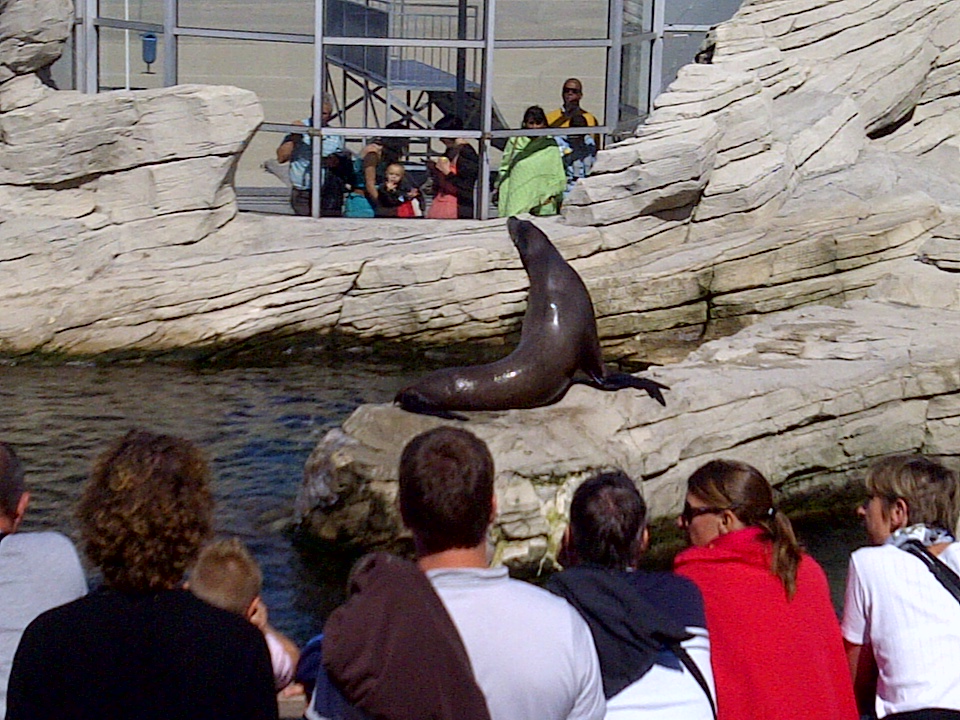 Sealion
