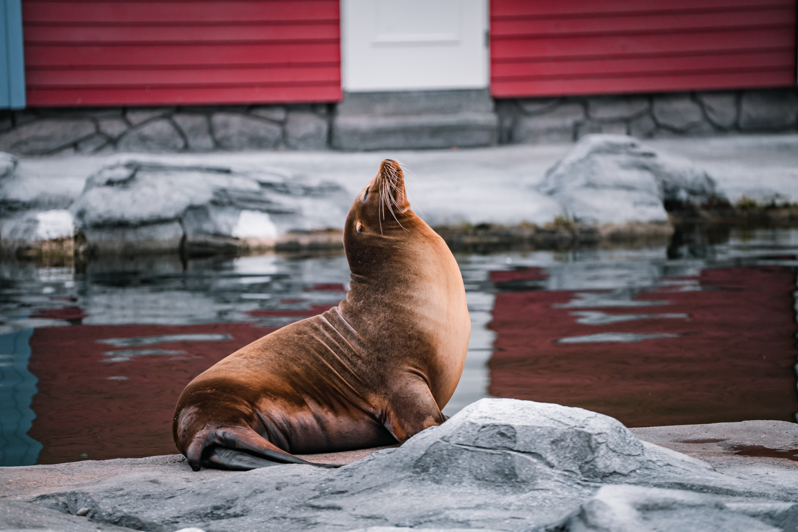Sealion