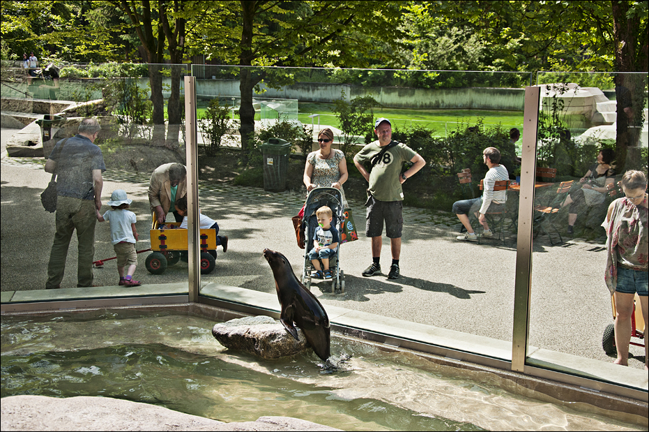 Sealionpool at Hellabrunn, München