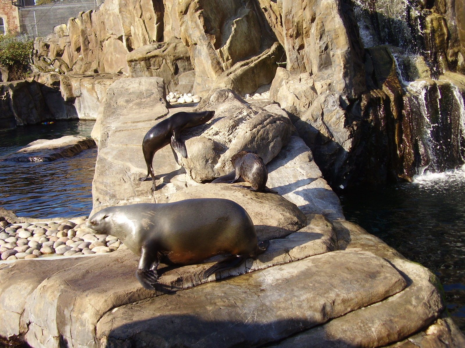 Sealions - 2007