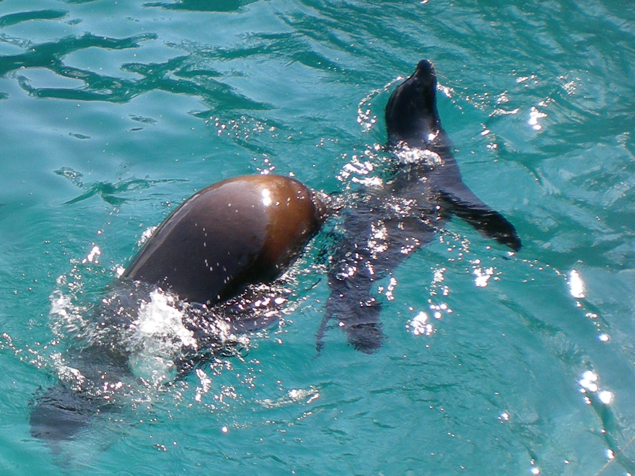 Sealions before the show