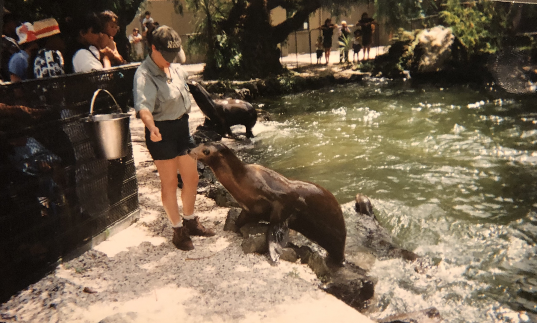Sealions in the original enclosure