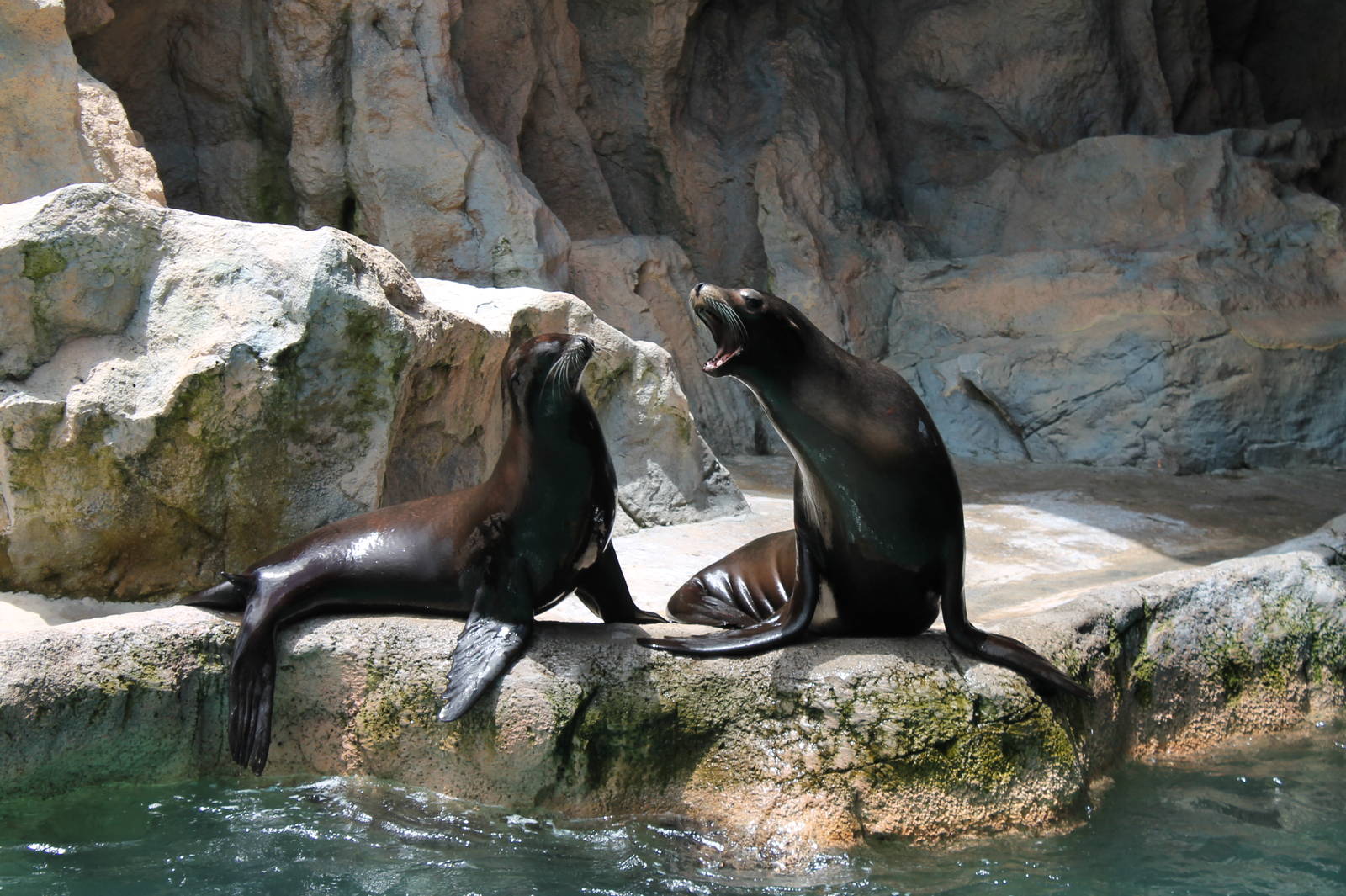 Sealions - June 2013