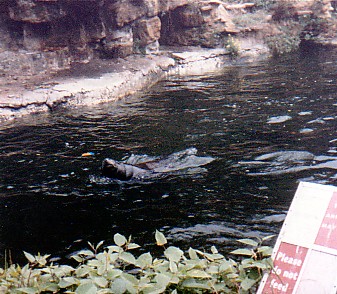 Sealions @ London zoo 1970s