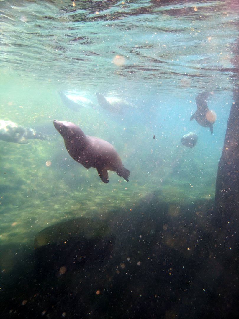 Sealions Underwater