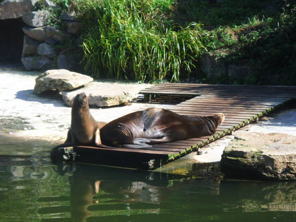 Sealions