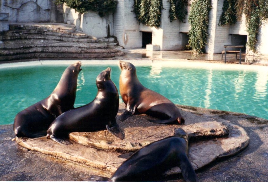 sealions_amsterdam_1994