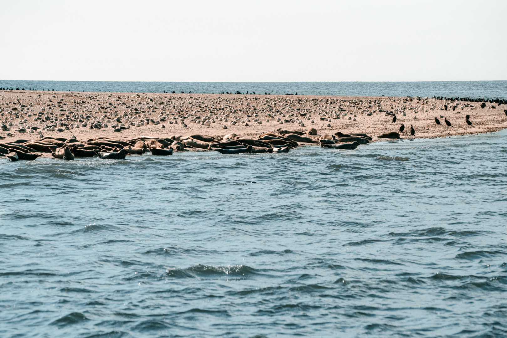 Seals and many Sea Birds (Seehundbank Trischen)