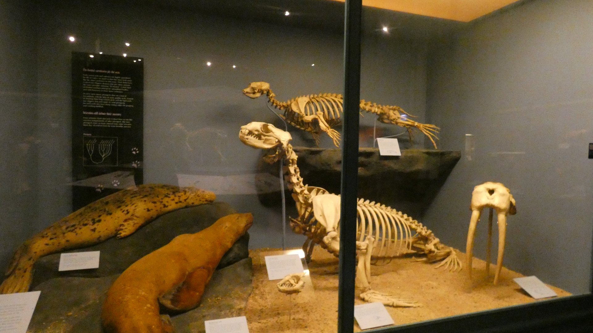 Seals, Animal Groups - Feb. 2022