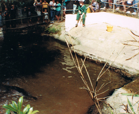 Seals at Combe Martin 1989