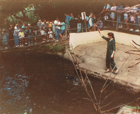 Seals at Combe Martin 1989