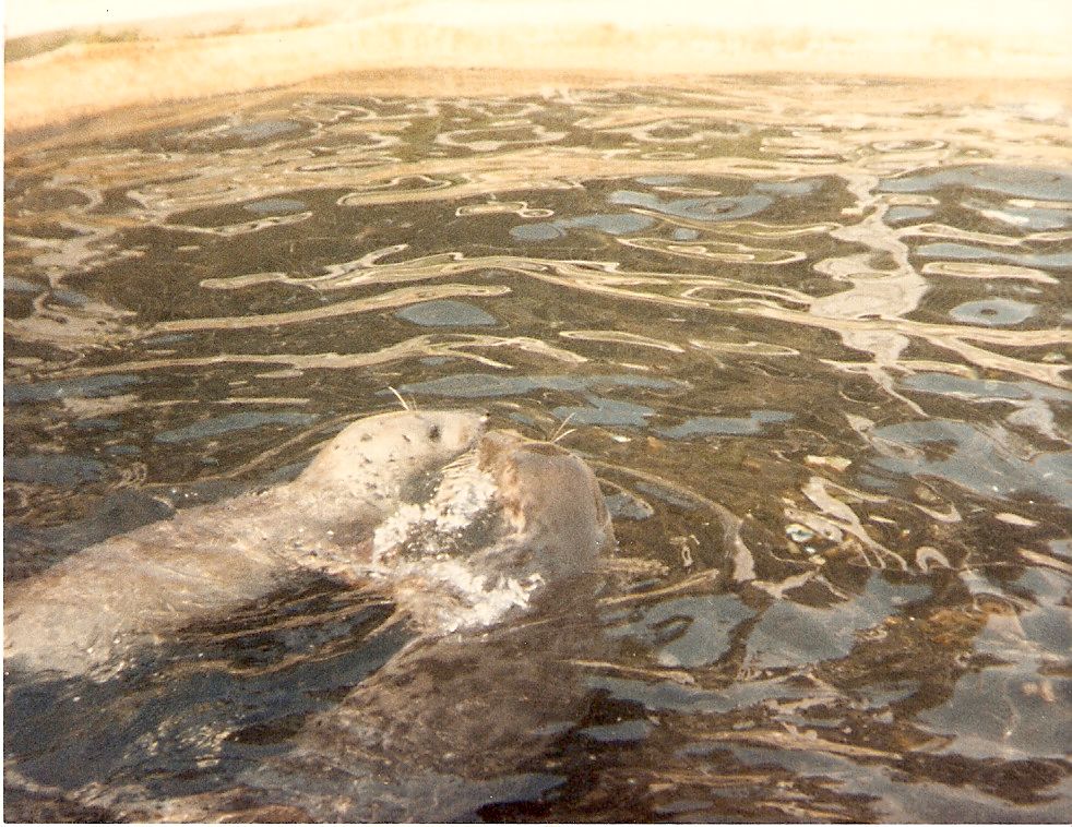 Seals at Cricket St. Thomas, 4 June 1983