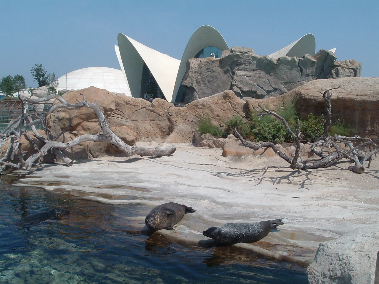 seals at l'Oceanografic Valencia