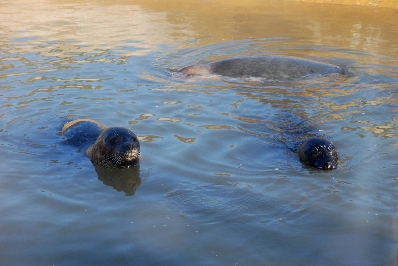 Seals at Mablethorpe, 11/11/12