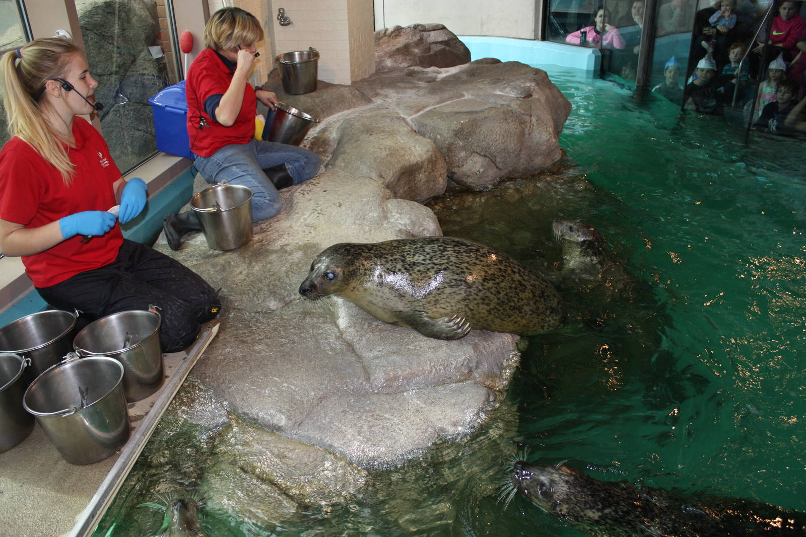 Seals Gathering to be Fed