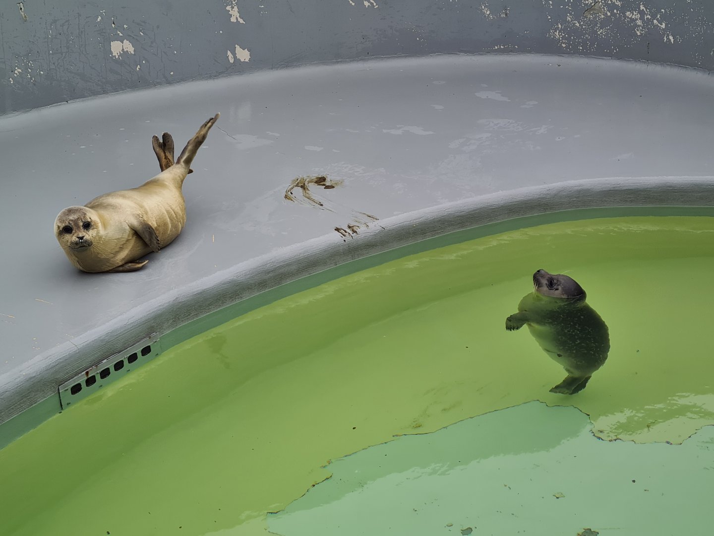 Seals in recovery enclosure