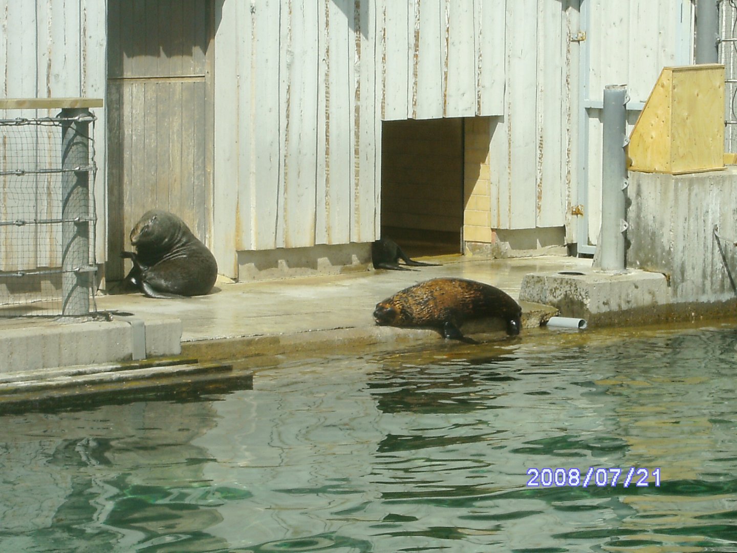 Seals & penguins mixed enclosure (2008)